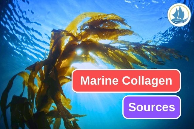 5 Sea Creatures That Can Be Used As Collagen Sources
